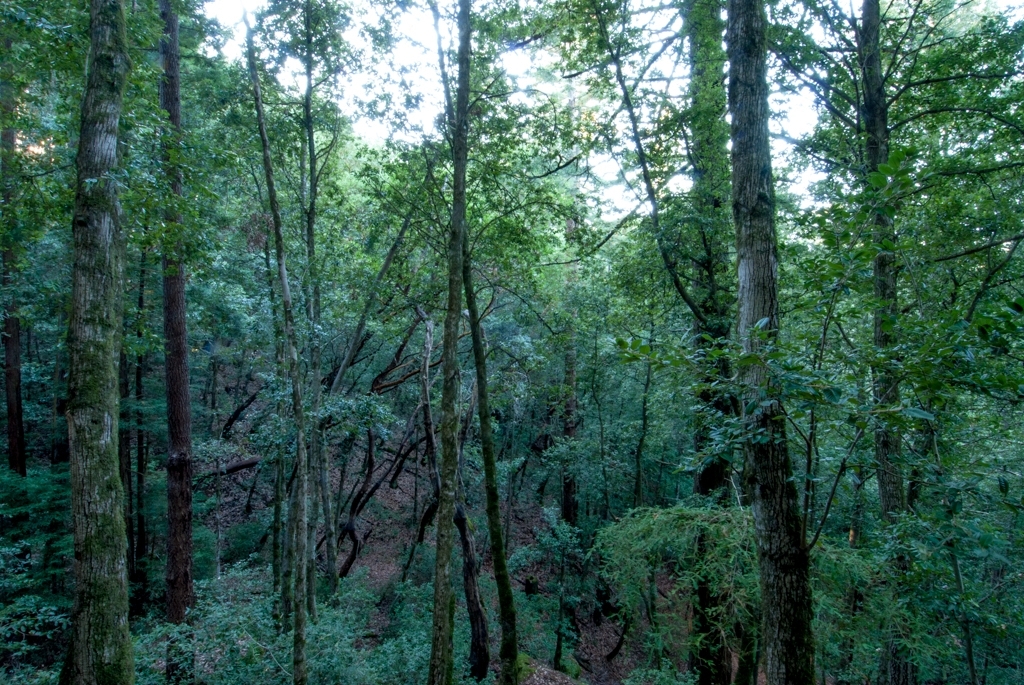 El Corte De Madera, California photograph. 