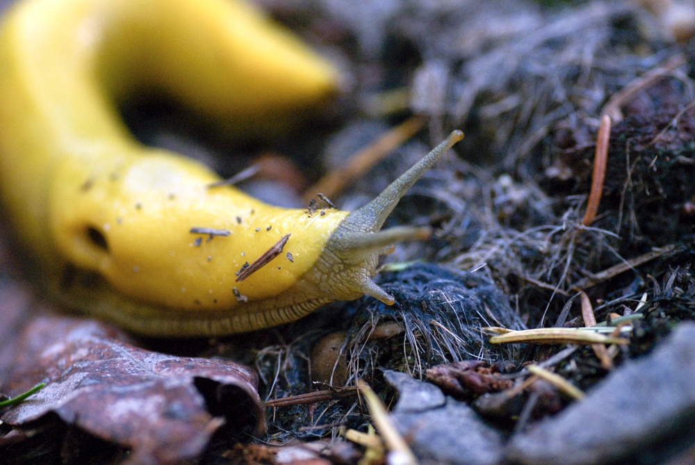 El Corte De Madera, California photograph. There were a lot of banana slugs! Giant ones.