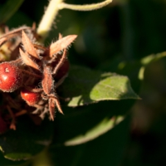 Red berries