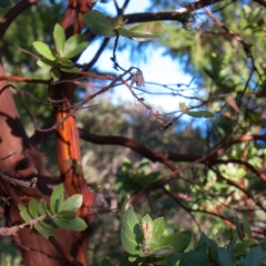 Manzanita tree 