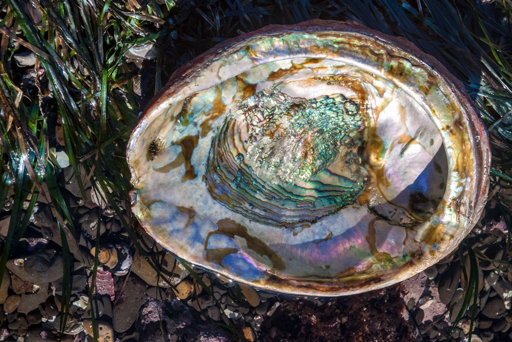 Fitzgerald Marine Reserve, California photograph. 