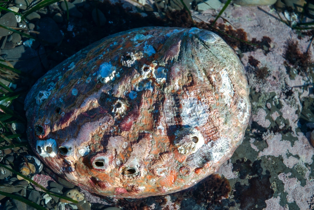 Fitzgerald Marine Reserve, California photograph. Top side of the shell.