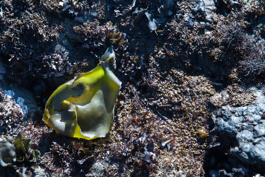 Fitzgerald Marine Reserve, California photograph. 