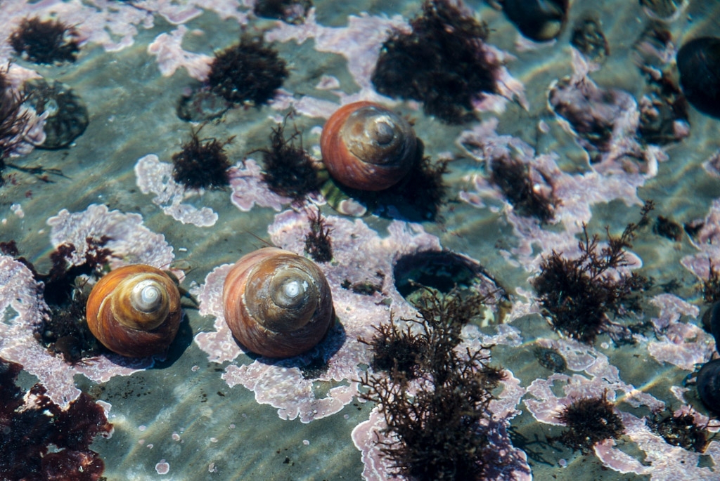 Fitzgerald Marine Reserve, California photograph. Wee little orange hermit crab shells.