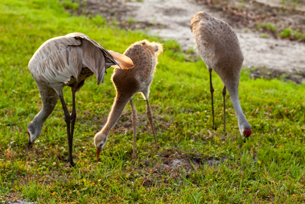 Florida photograph. These birds are giant and are not afraid of people at all. They roam around near people's houses and sometimes chase after people.