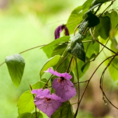 Bok Tower Gardens hanging flowers