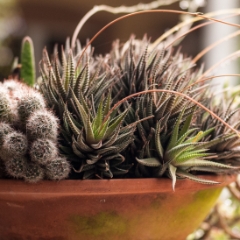 Bok Tower Gardens cactus in a bowl