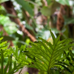 Bok Tower Gardens ferns