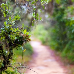 Bok Tower Gardens hiking path