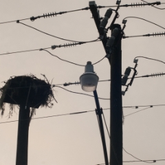 Osprey nest 