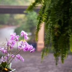 River of Stone, Bok Tower Gardens