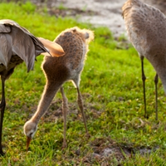 Florida sand hill cranes