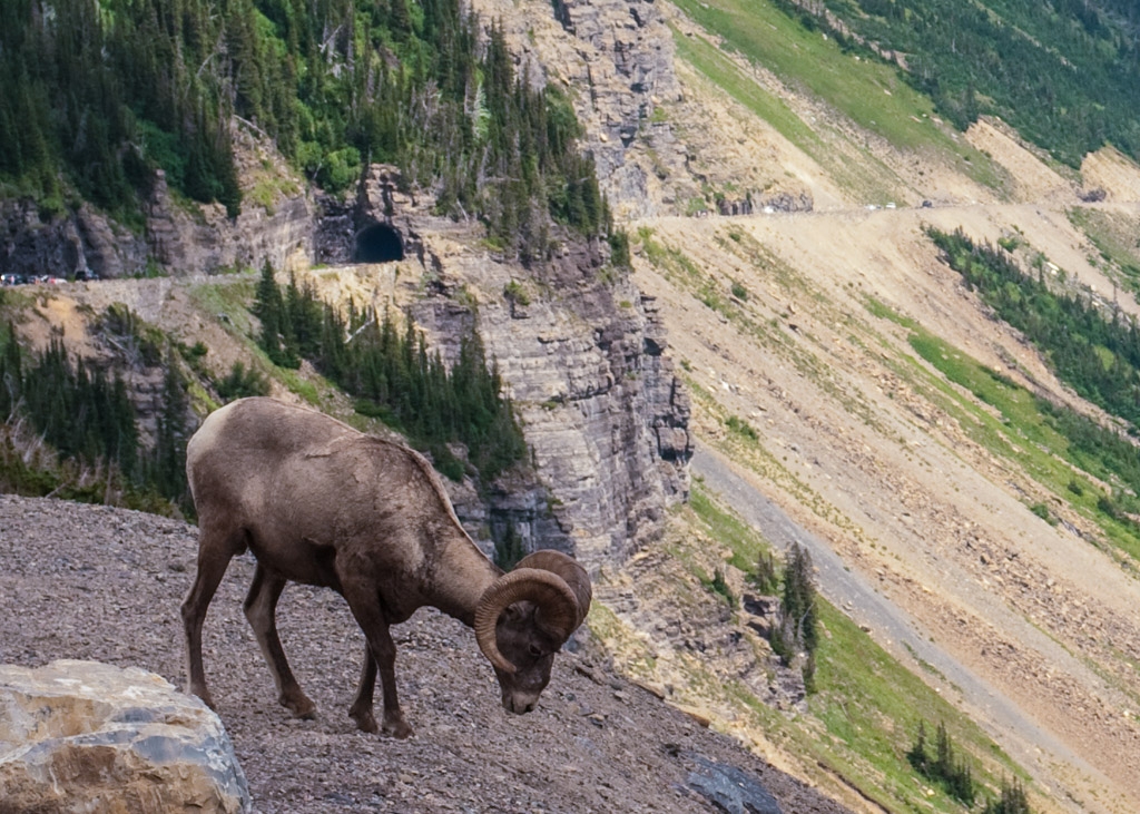 Glacier National Park, Montana photograph. I was returning from the road-to-the-sun and these big horned sheep were sparring and hanging out on the side of the road. These guys were bold and brazen and didn't care that there were a million cars around. They would get into tussles with one another.