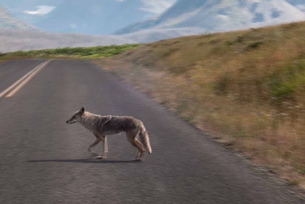 Glacier National Park, Montana photograph. I saw this guy by the side of the road-to-the-sun when I was parked and putting on boots. This was in Glacier National Park. I was in a heavily travelled road and he popped up RIGHT next to me! I was not in boots yet so I jumped into my car and started taking photos. I thought he was a fox. Later on I showed his photo to a guide who said noooooo.... This is a coyote. Lesson: put your boots on before you get on the road.