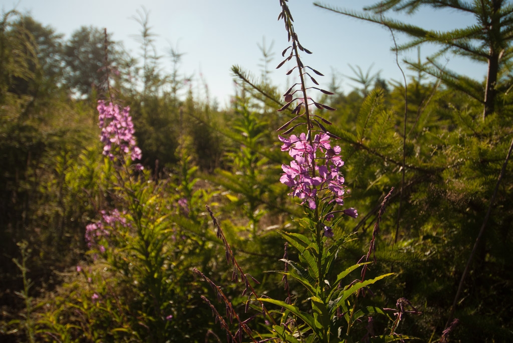 Glacier National Park, Montana photograph. I like the contrast of purple to green.