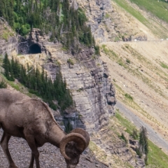 Big-horned sheep