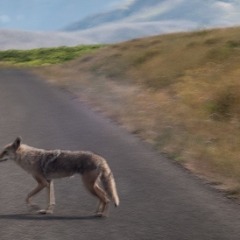 Ceci n'est pas un fox