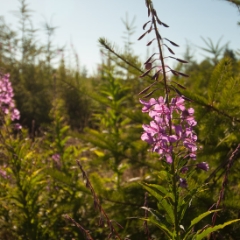 Purple wildflowers