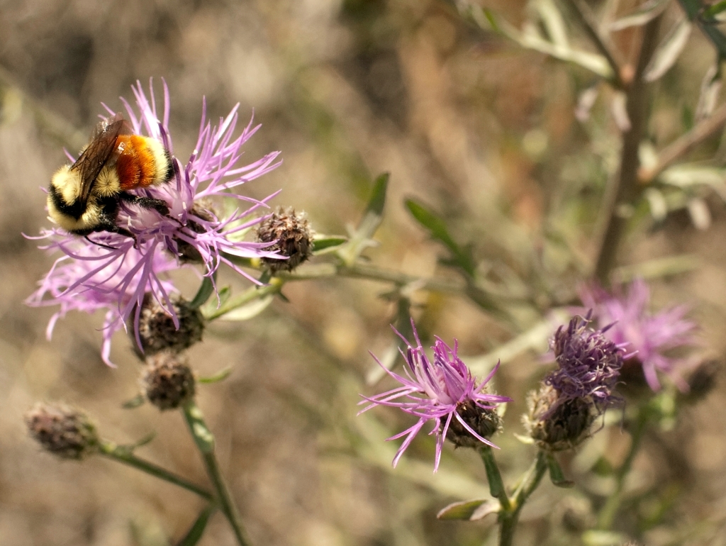 Grand Teton National Park, Wyoming photograph. Closeup of a bumblebee on a purple flower just outside Grand Teton National Park. I was waiting for the moose to appear, so I took flower photos.
