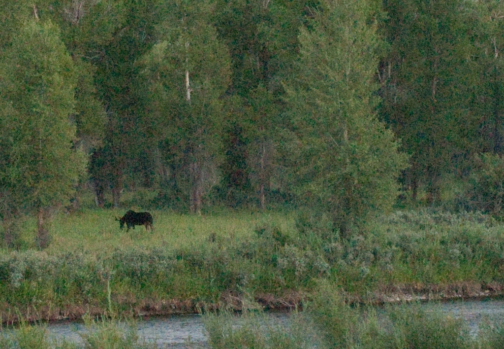 Grand Teton National Park, Wyoming photograph. I waited extremely patiently to see some Moose in Grand Teton National Park! In fact the Moose were not in the park itself. A naturalist told us a secret spot outside the park where the moose tended to gather.