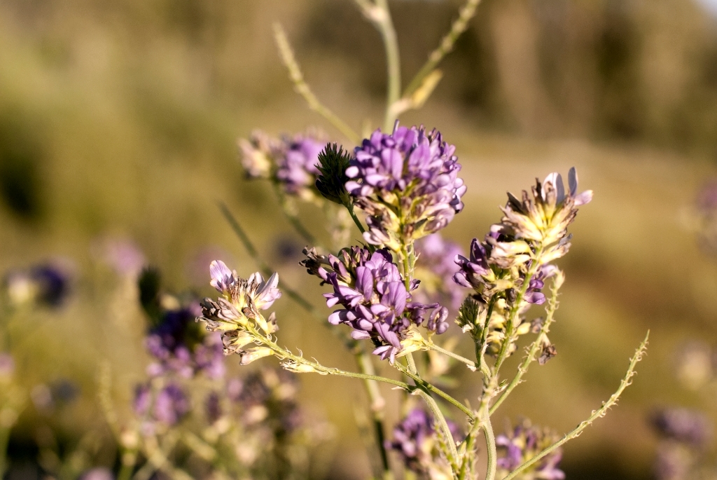 Grand Teton National Park, Wyoming photograph. There were lots of wildflowers along the freeway near Grand Teton National Park.