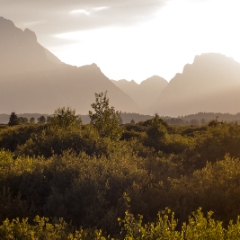 Grand Teton meadow