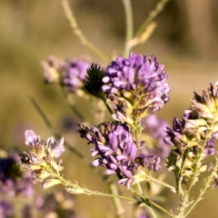 Purple wildflowers macro