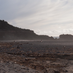 Beach scene with birds