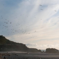 Birds at the beach