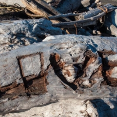 Carved driftwood