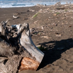 Driftwood at the beach