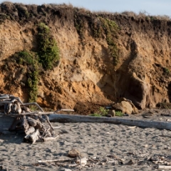 Driftwood at the beach