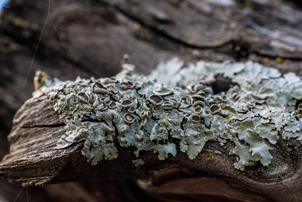 Henry Coe State Park, California photograph. 