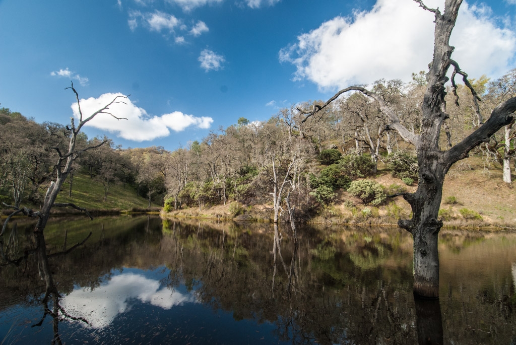 Henry Coe State Park, California photograph. This pond used to be loaded with noisy little frogs. I haven't seen the frogs in several years.