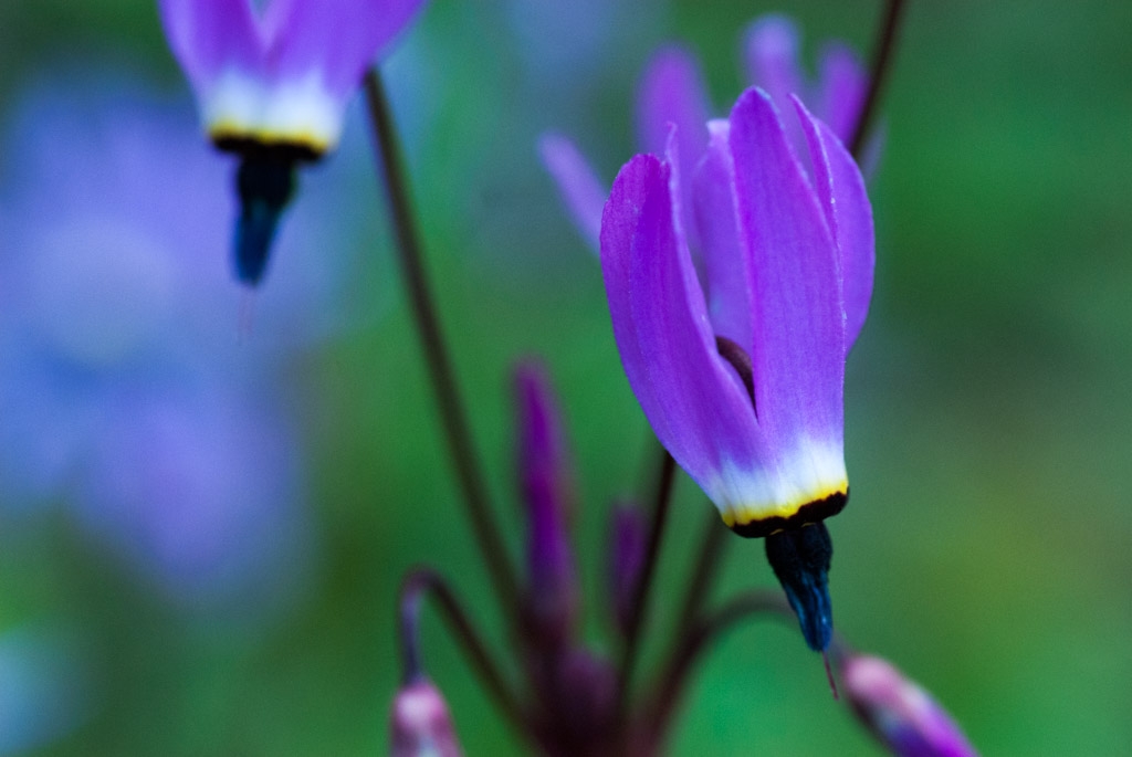Henry Coe State Park, California photograph. 