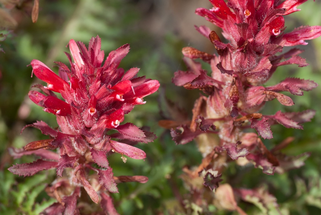 Henry Coe State Park, California photograph. 
