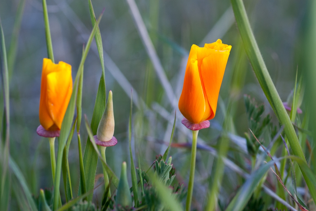 Henry Coe State Park, California photograph. 