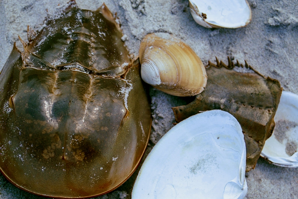 Hull Beach, Massachusetts photograph. 