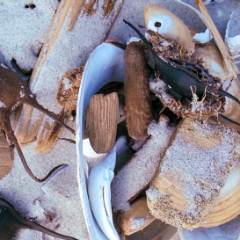 Beach shells on the sand