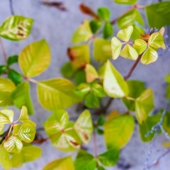 Plant growing on the beach