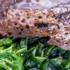 Seaweed washed up on the shore