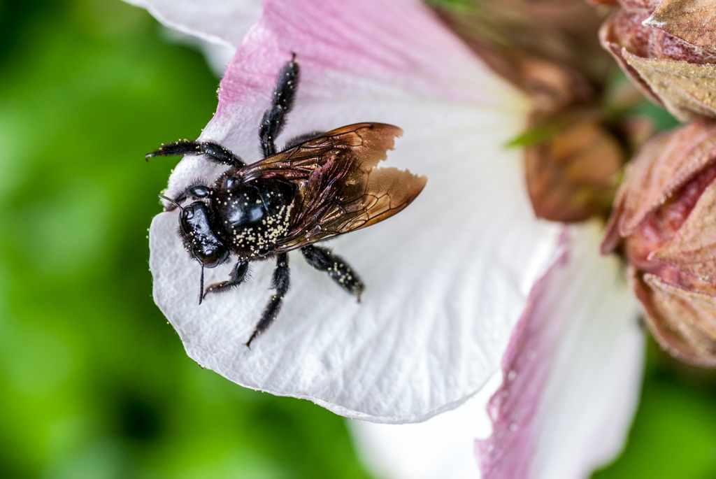Kauai, Hawaii photograph. Big giant bug from above. Botanical Gardens in Kauai.