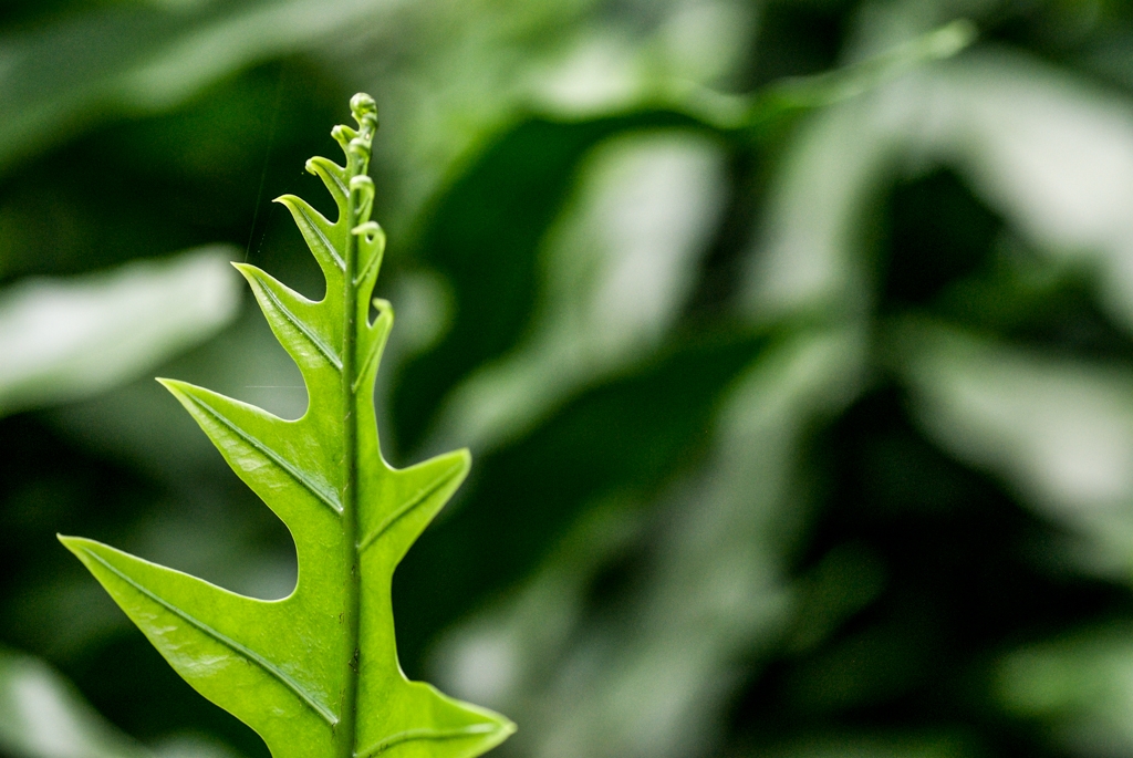 Kauai, Hawaii photograph. 