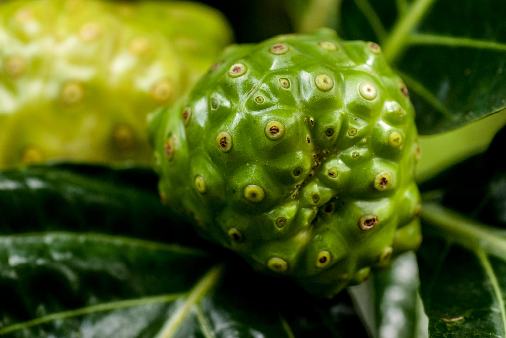 Kauai, Hawaii photograph. The Botanical Gardens featured all sorts of fruits and plants, both native and non-native. This item was large, bulbous, green, and knobby, and about the size of a pear. I later found out it is <a href='https://madeofmonsters.com/2017/05/07/fruit-of-noni-tree/'>the fruit of the noni tree</a>.