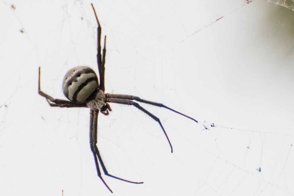 Kauai, Hawaii photograph. We went on a hike near Princeville, Kauai, and saw this enormous spider perched about 6 feet up. The web spanned several trees and was also enormous. They grow them big on the lush island!