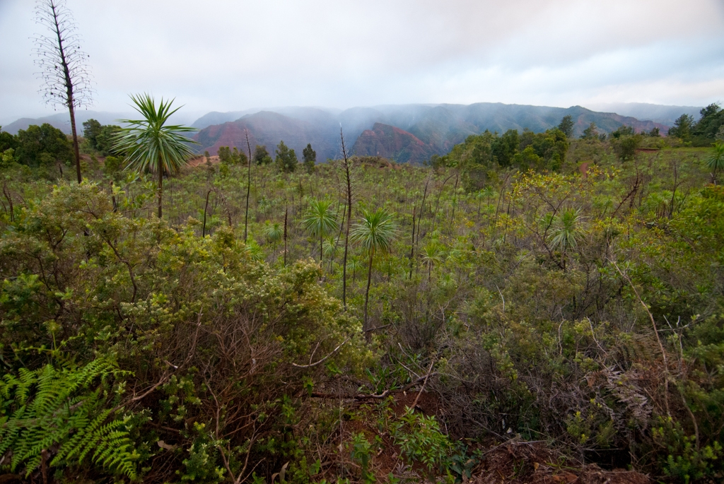 Kauai, Hawaii photograph. 