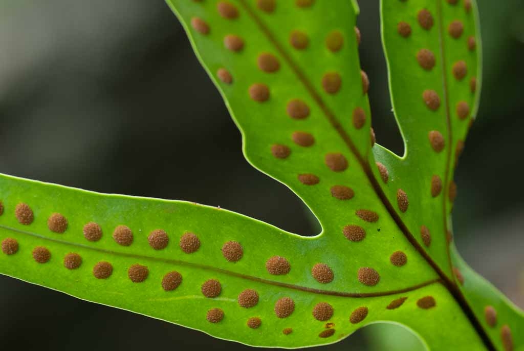 Kauai, Hawaii photograph. Spotted ferms at the Botanical Gardens in Kauai.