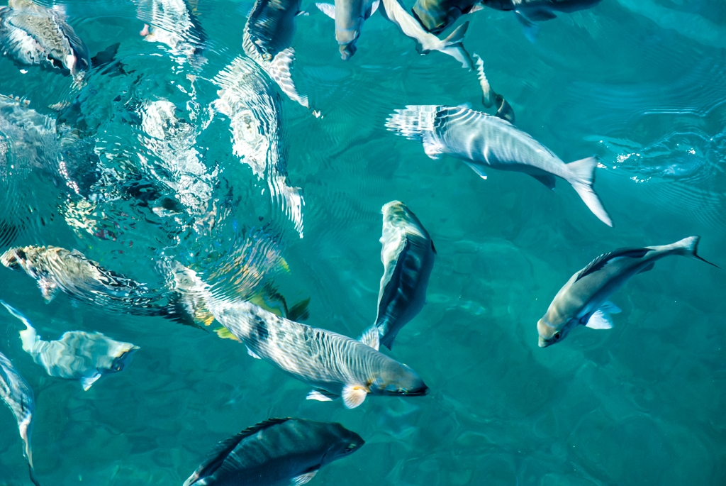 Kauai, Hawaii photograph. We saw whales, turtles, and many kinds of fish!.