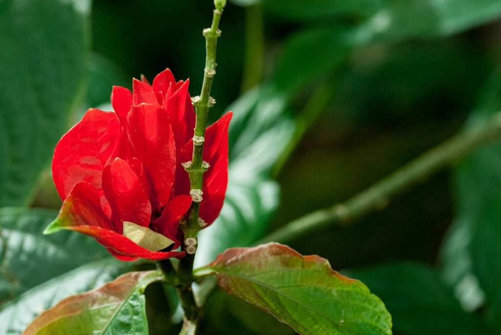 Kauai, Hawaii photograph. 