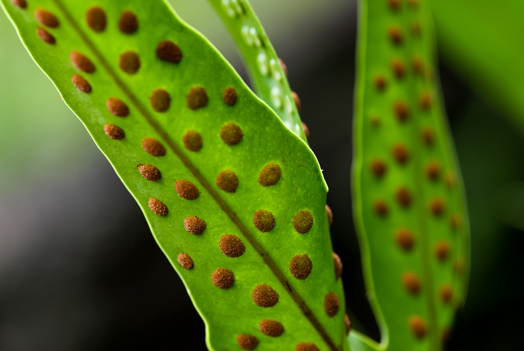 Kauai, Hawaii photograph. Spotted Fern at the Botanical Gardens.